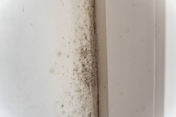 Best Attic Mold Removal  in Florence, TX