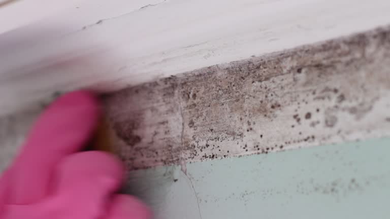 Best Mold Odor Removal Services  in Florence, TX